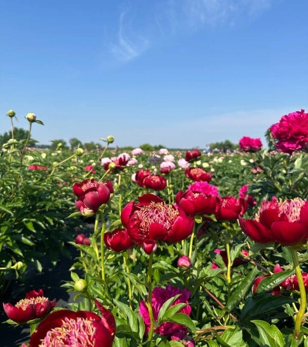 A Prayer for Soul Rest